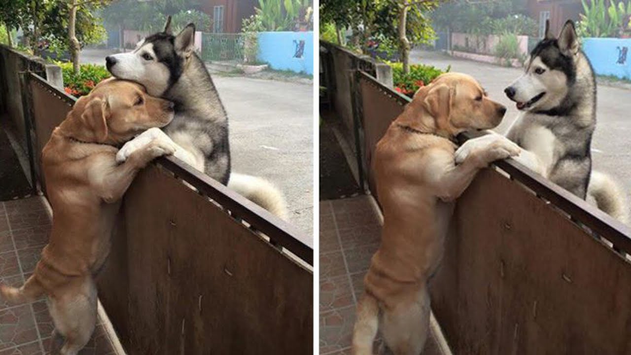 Animals Being Bros For 11 Minutes Straight