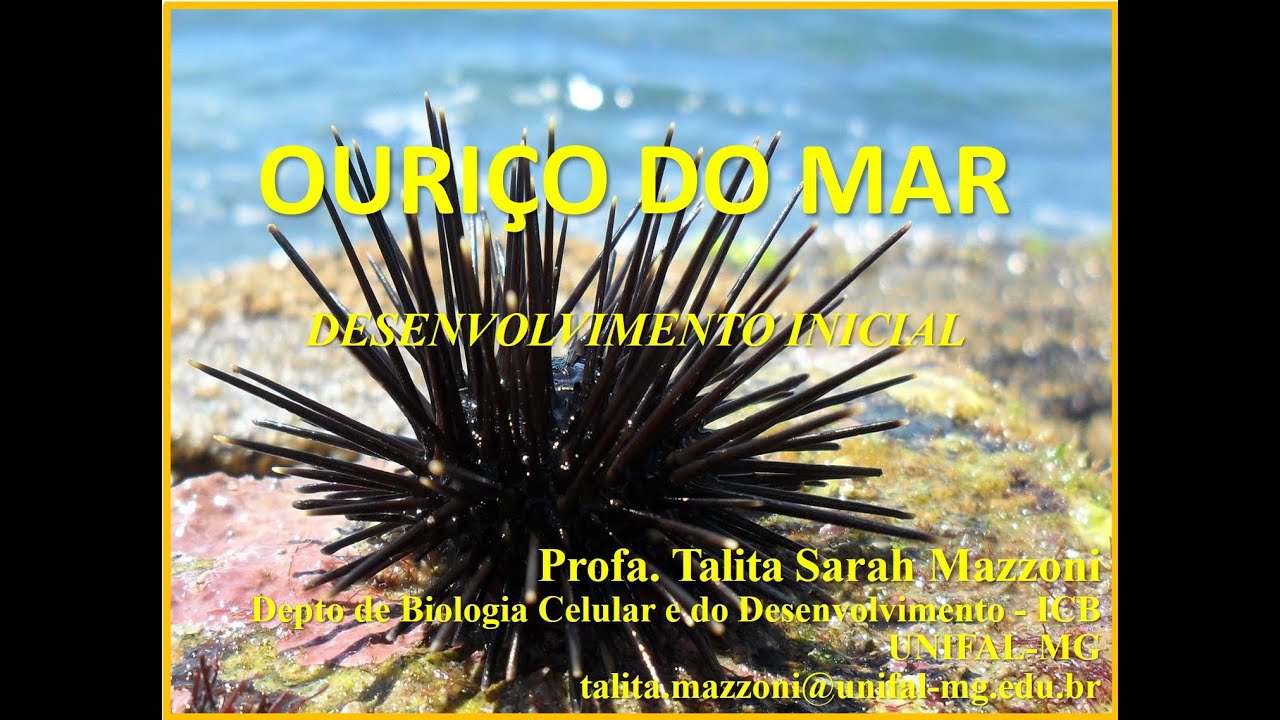 Desenvolvimento Inicial do Ouriço do Mar