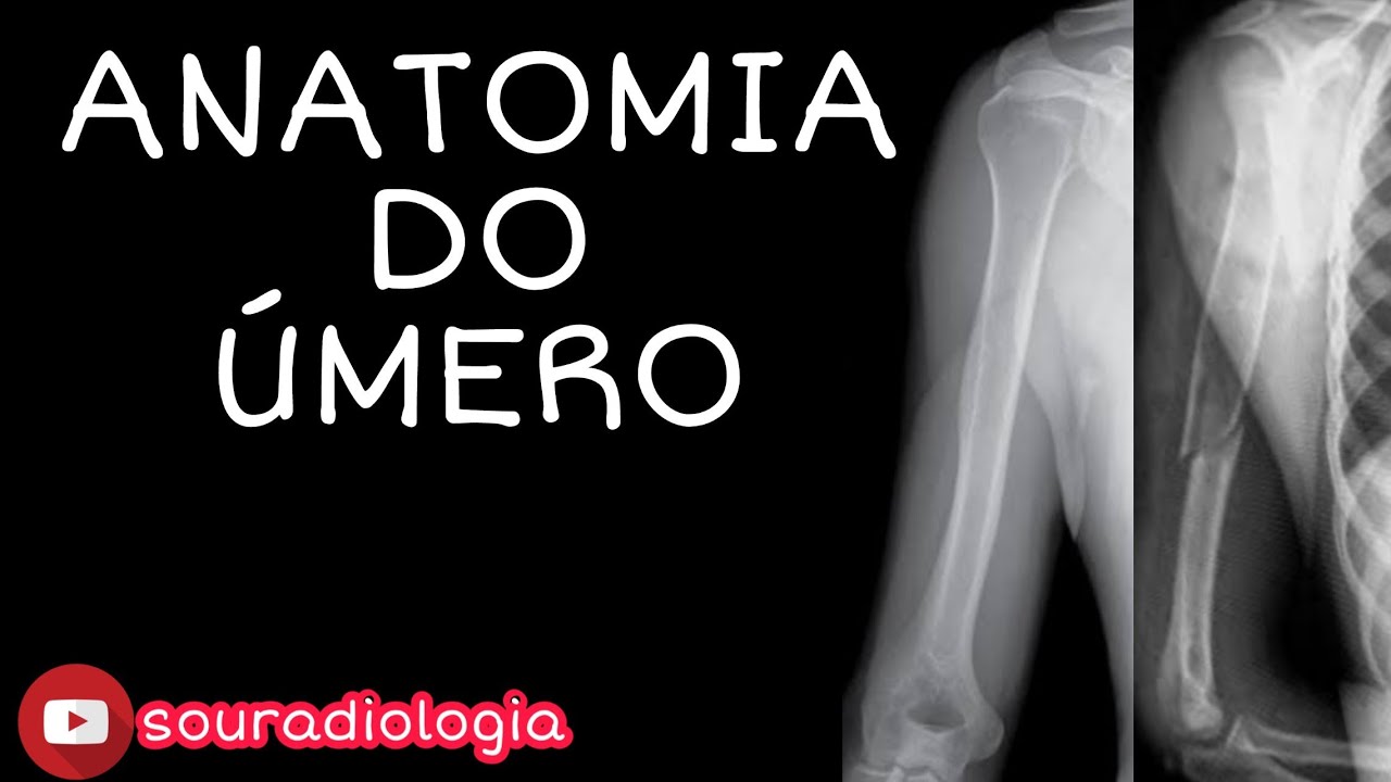 Anatomia do &uacute;mero
