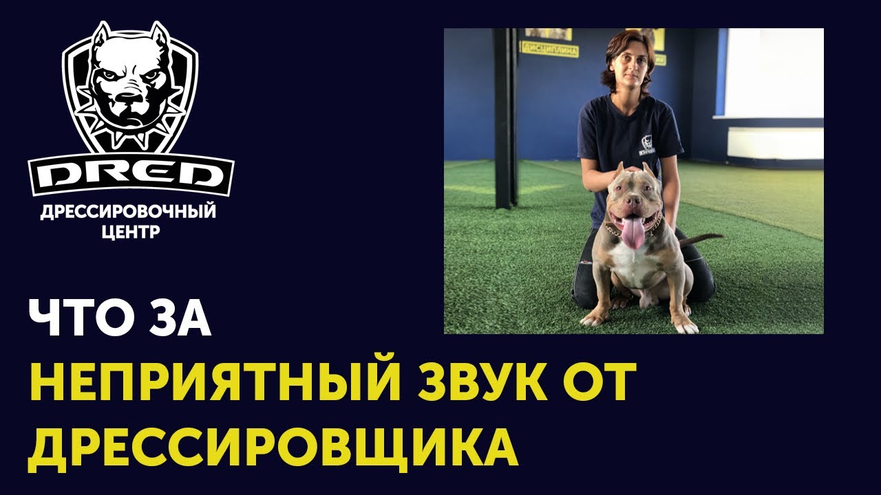 Неприятный, резкий, звонкий звук от дрессировщика или что такое 