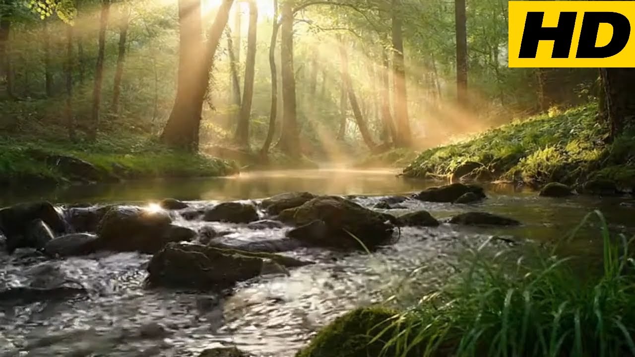 Morning Forest Creek with Birds Singing (3 Hours) | Peaceful Nature Sounds