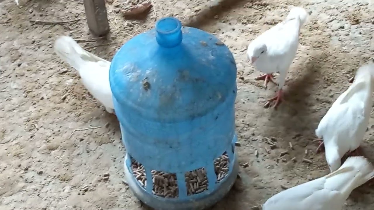 Criação de pombos pra soltura , pombos branco da paz .