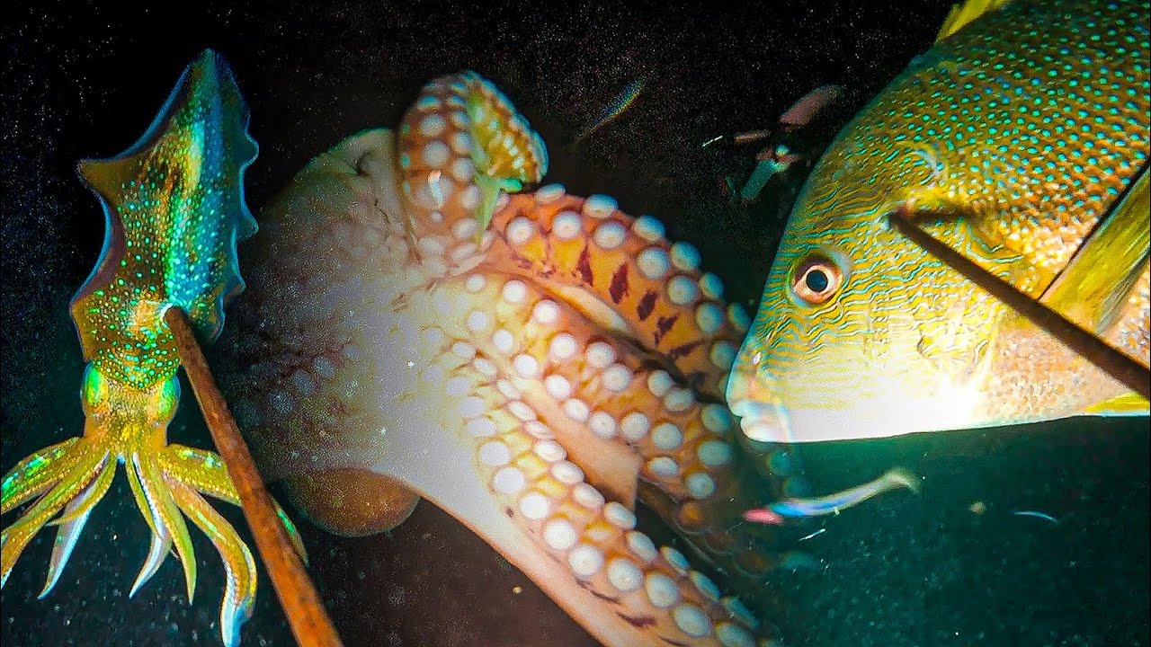 BERBURU CUMI, GURITA DAN IKAN MAORI (NIGHT SPEARFISHING EPISODE 15)