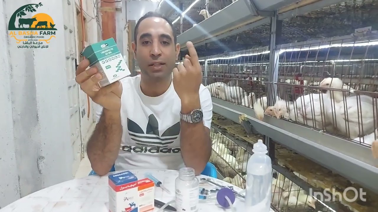 تركيبة الحقنة السحرية للفراخ قبل (العشرين)#foryou #تربية