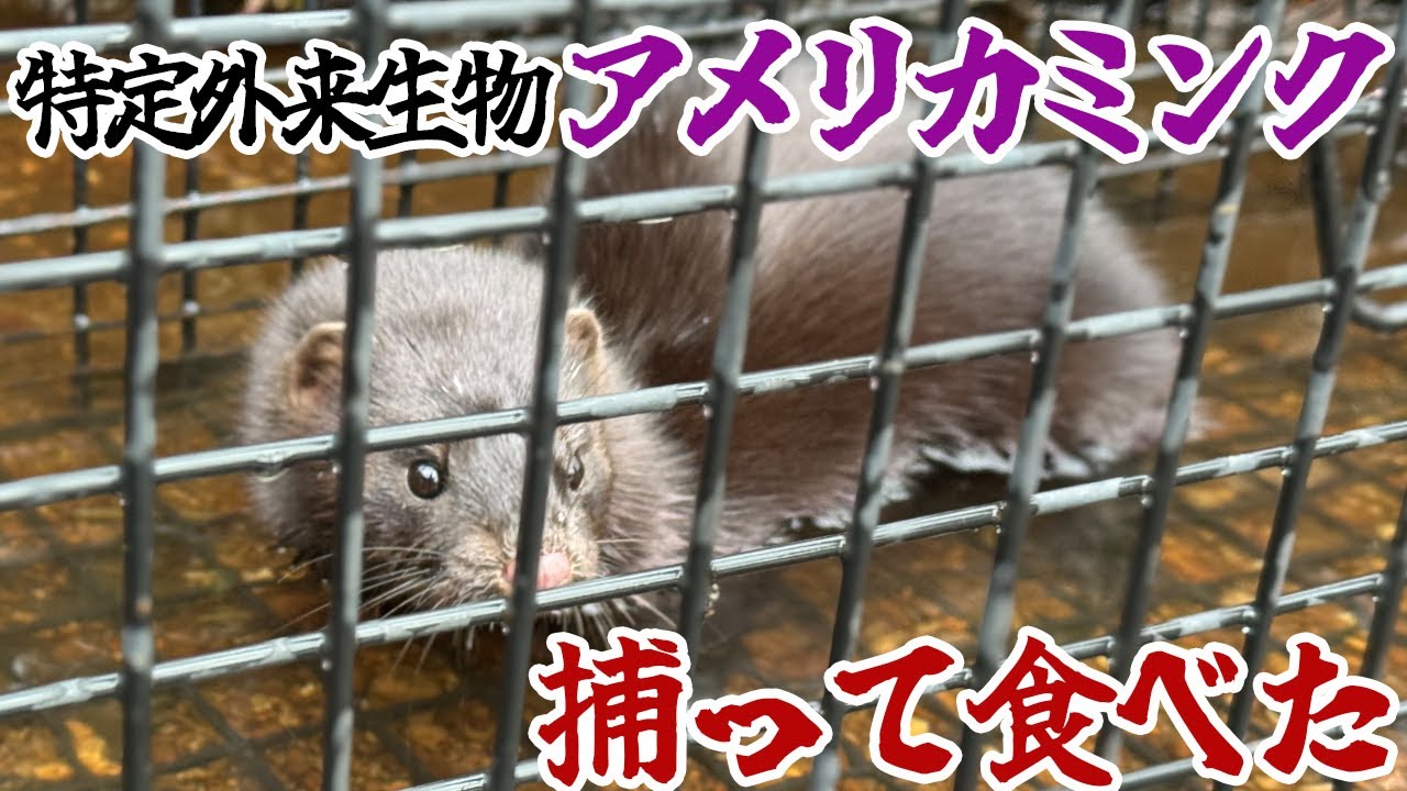 特定外来生物アメリカミンクを捕って食べた
