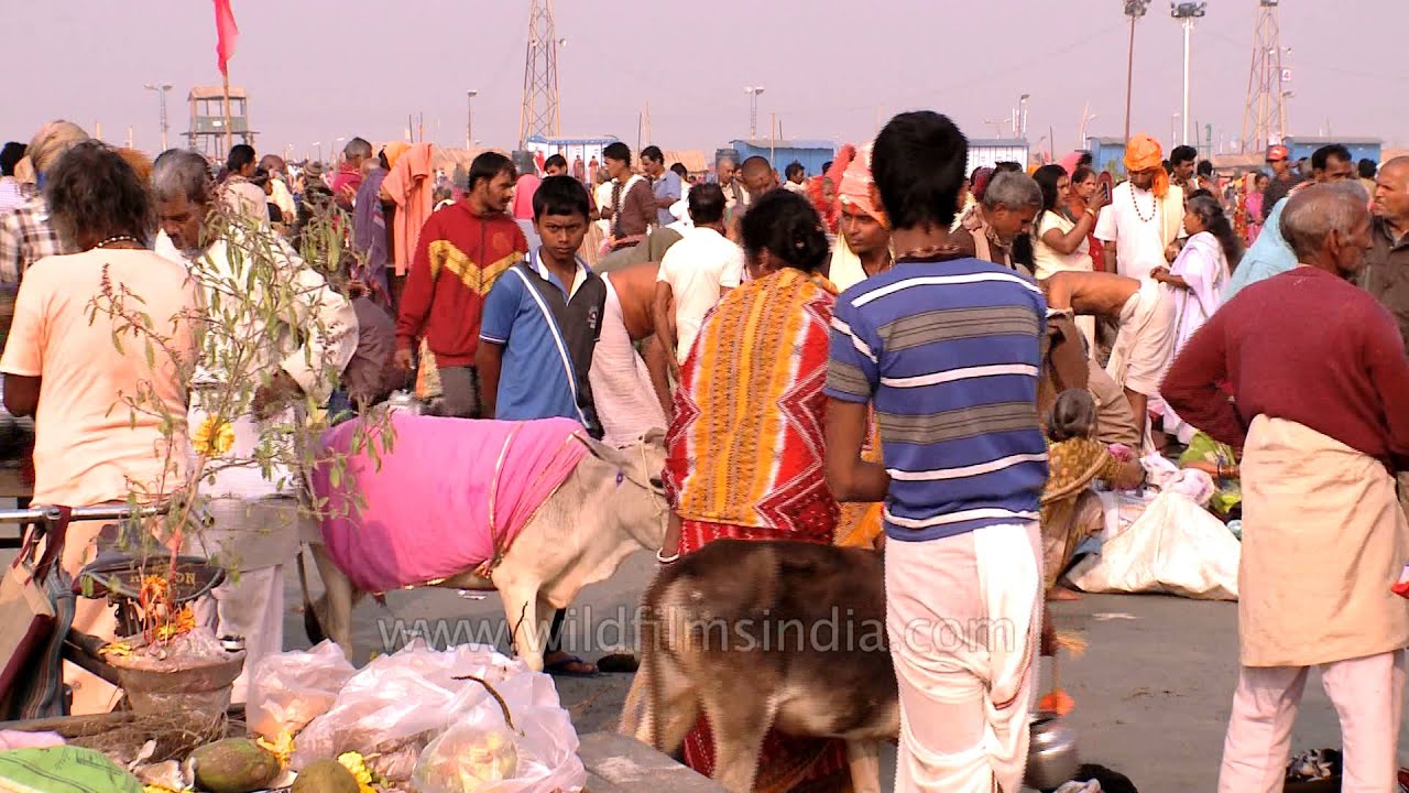 Devotees thronge in Gangasagar on Makar Sankranti