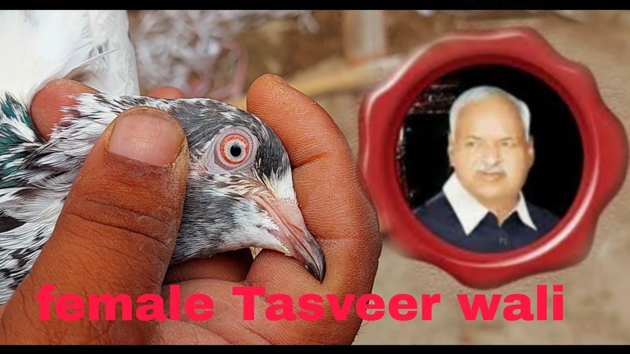 Ustad Miyan Nazeer Kabootar golden female Tasveer wali 03244753622