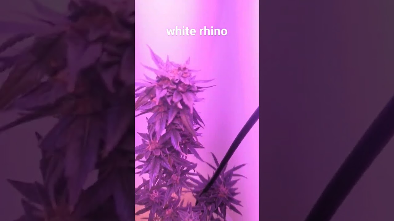 Home grown legally white rhino #youtube #shortvideo #foryou #funny #fyp #youtuber #youtubeshort