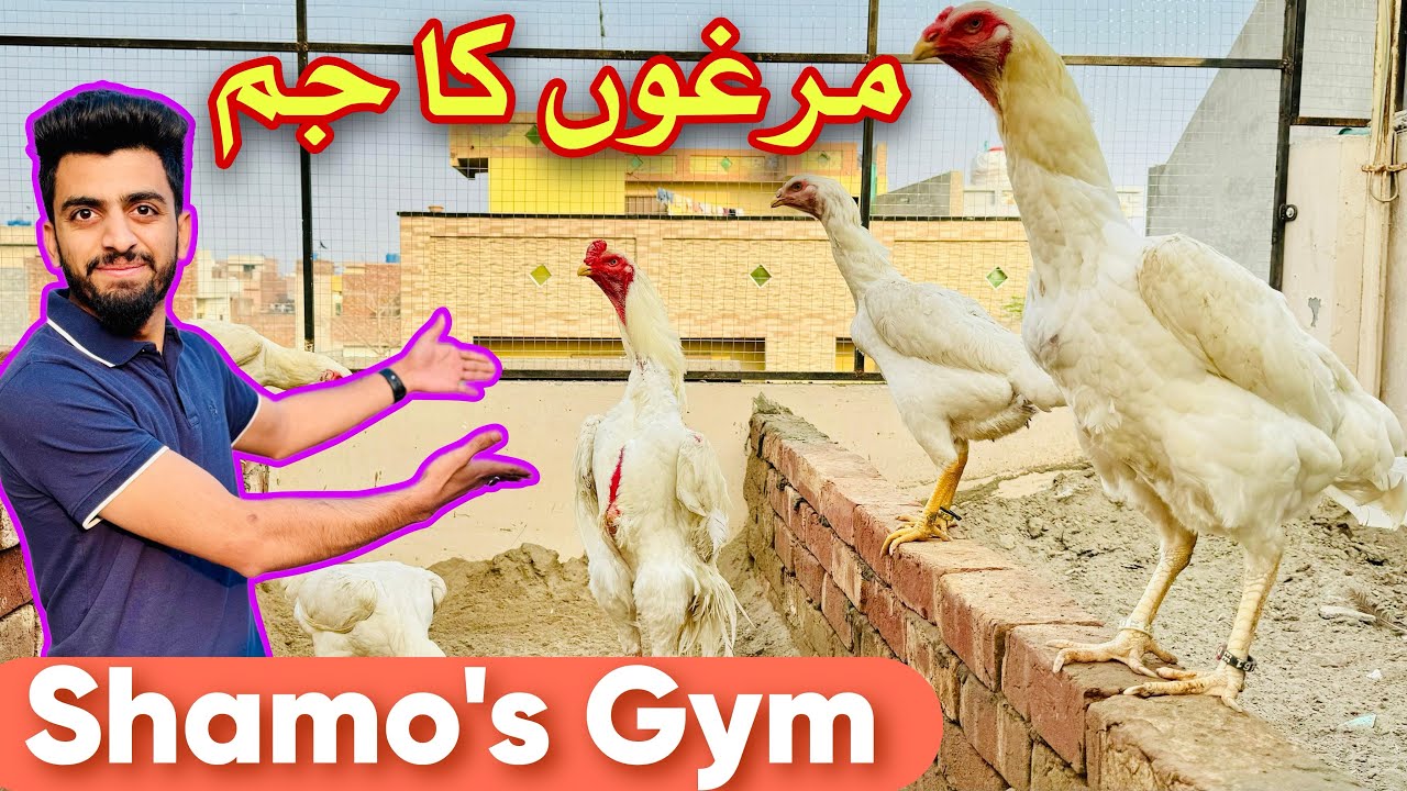 Exercising GYM For SHAMO’s || Beautiful Vlog from today || Danish Arif GFB || #viral #foryou #shorts