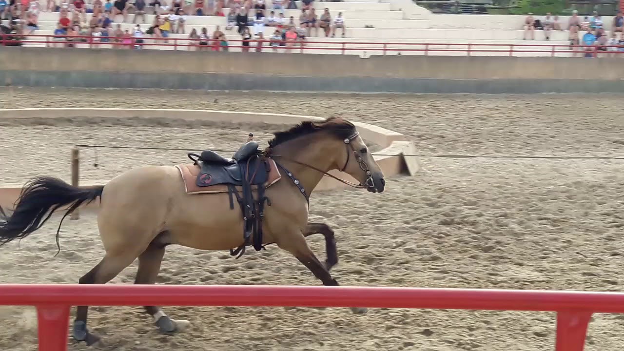 Spectacle équestre 