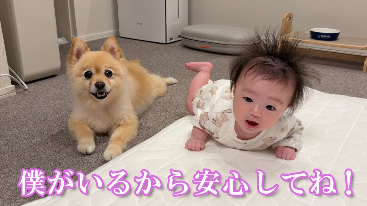 赤ちゃんのトレーニングを優しく見守るポメラニアンが可愛過ぎました&hellip;