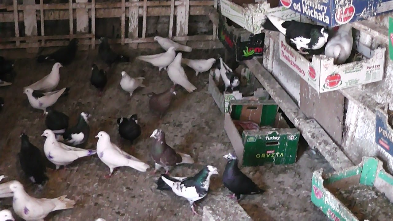 Пазарджишки гълъби от Карлово Сандо Балкана ул.Опълченска 8 тел.0888592716 2021 год.