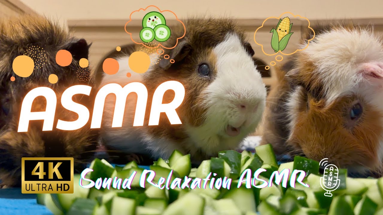 Baby Corn vs Cucumber 🥕🥒 | Guinea Pig Eating ASMR (4K Relaxing Sounds)