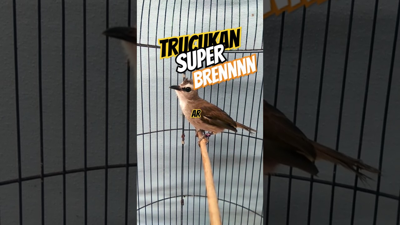 burung trucukan gacor 