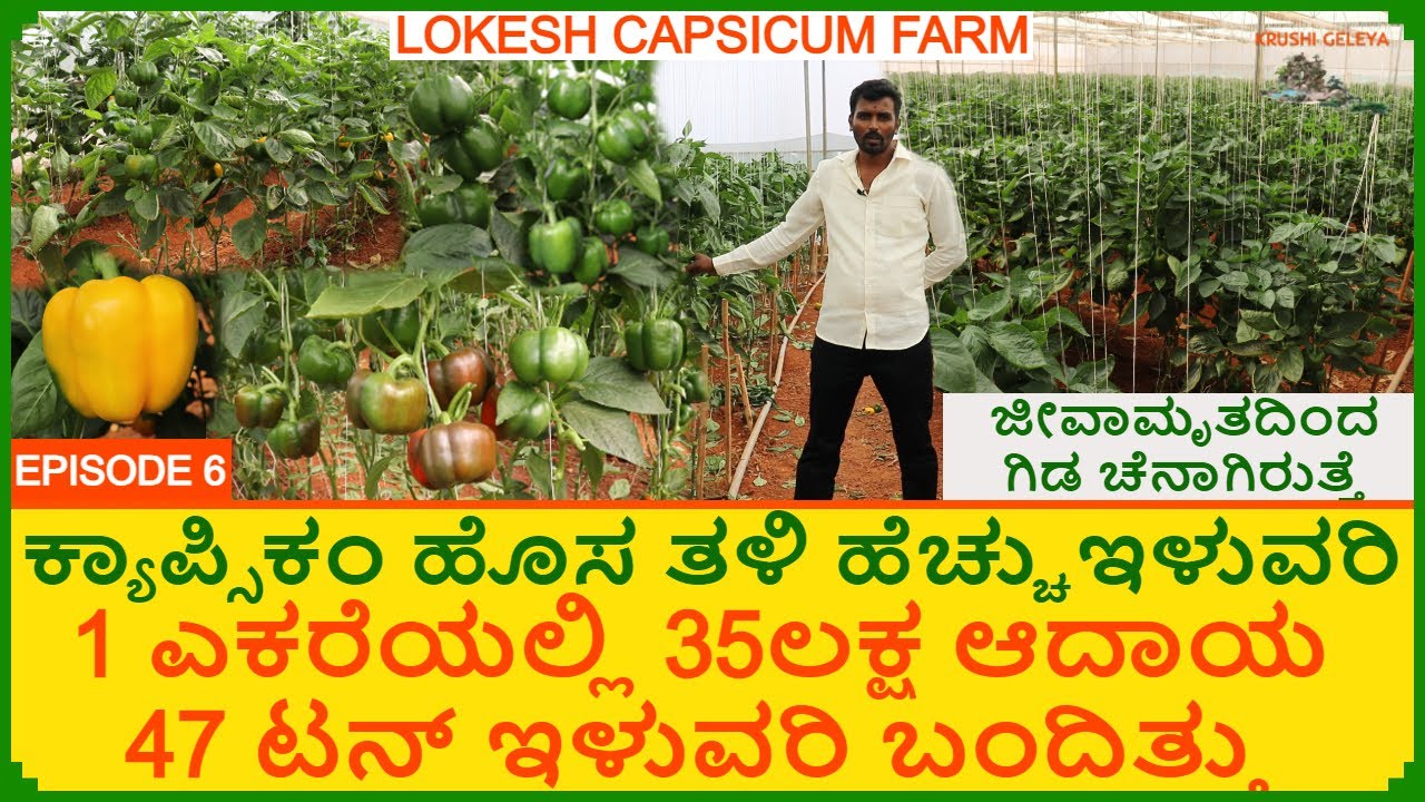 ಒಂದು ಎಕರೆಯಲ್ಲಿ 35 ಲಕ್ಷ ಆದಾಯ 47 ಟನ್ ಇಳುವರಿ | ಕಲರ್ ಕ್ಯಾಪ್ಸಿಕಂ ಹೊಸ ತಳಿ ಹೆಚ್ಚುಇಳುವರಿ | Capsicum Farming