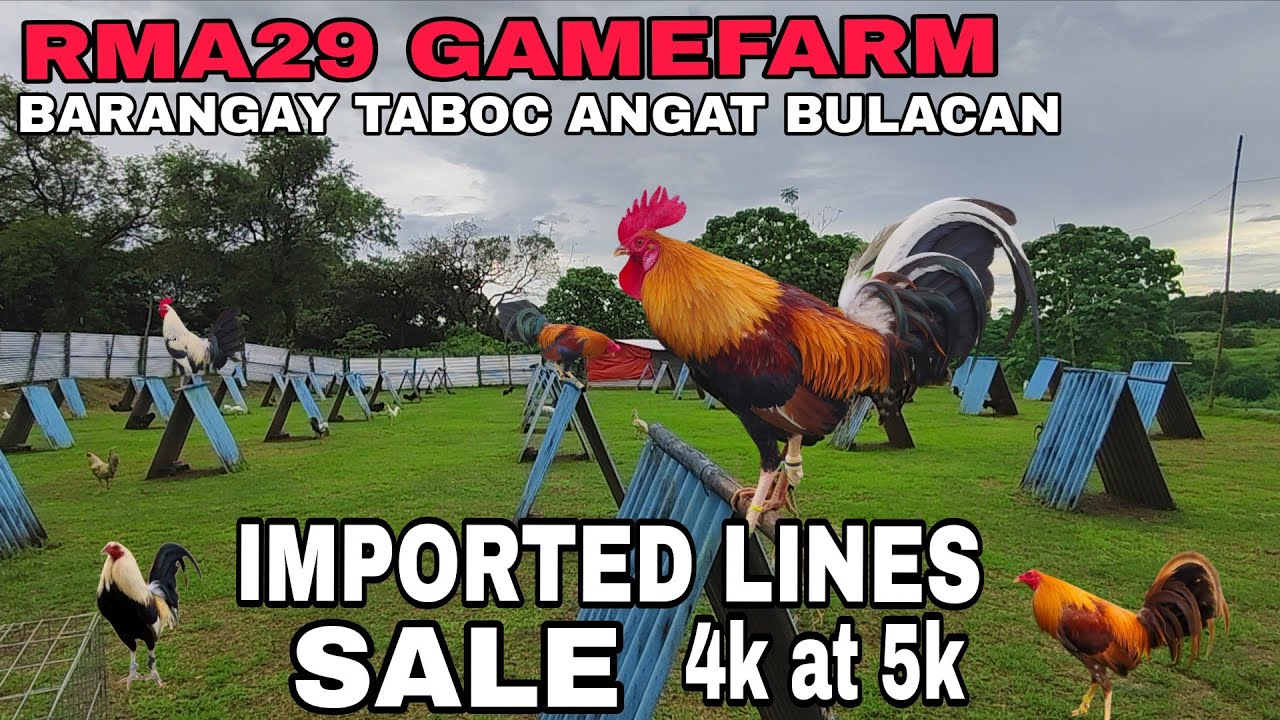 Mga imported lines ng MRA GAMEFARM mga 5k sweater na Jerry Jenkins, elm run gamefarm, Cecil Davis 