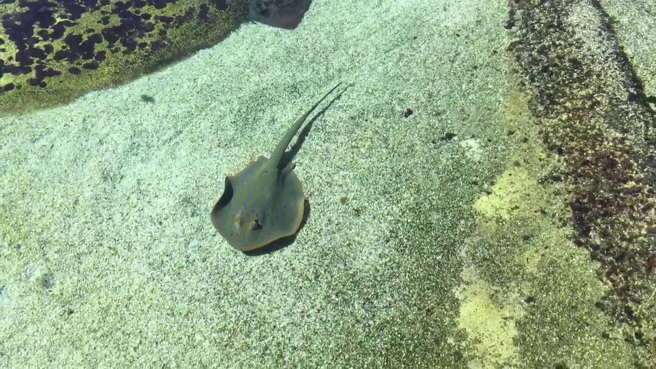 Blue Spot Stingray