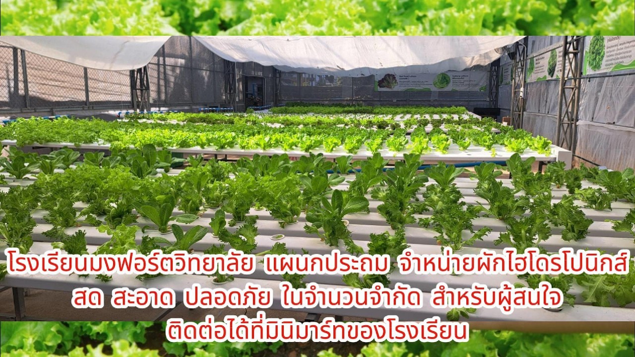 จำหน่ายผักไฮโดรโปนิกซ์