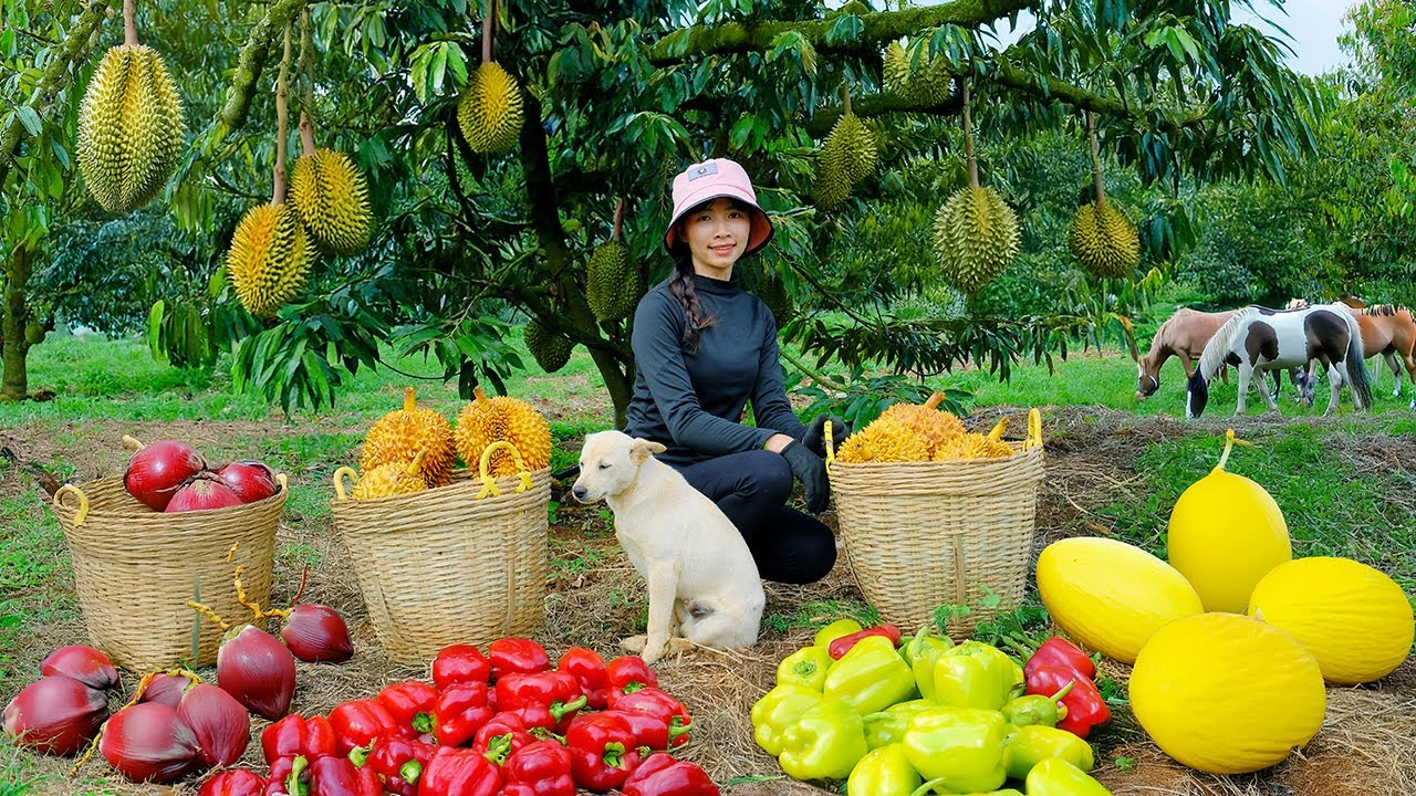 Harvest, Sell, Cook: Golden Durian, Red Coconut, Yellow Melon, Bell Peppers - Garden, Livestocks.