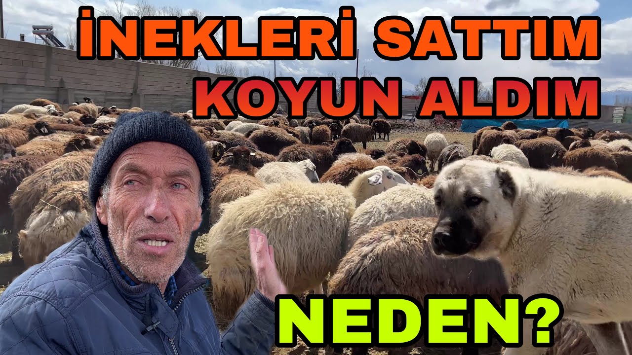 KOYUNCULUKTAN BEKLENTİM BÜYÜK --HEDEF 10 BİN KOYUN