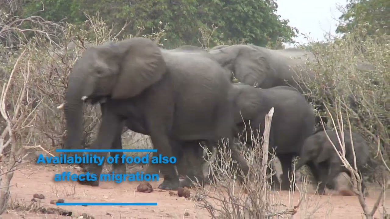 WHY DO ANIMALS MIGRATE