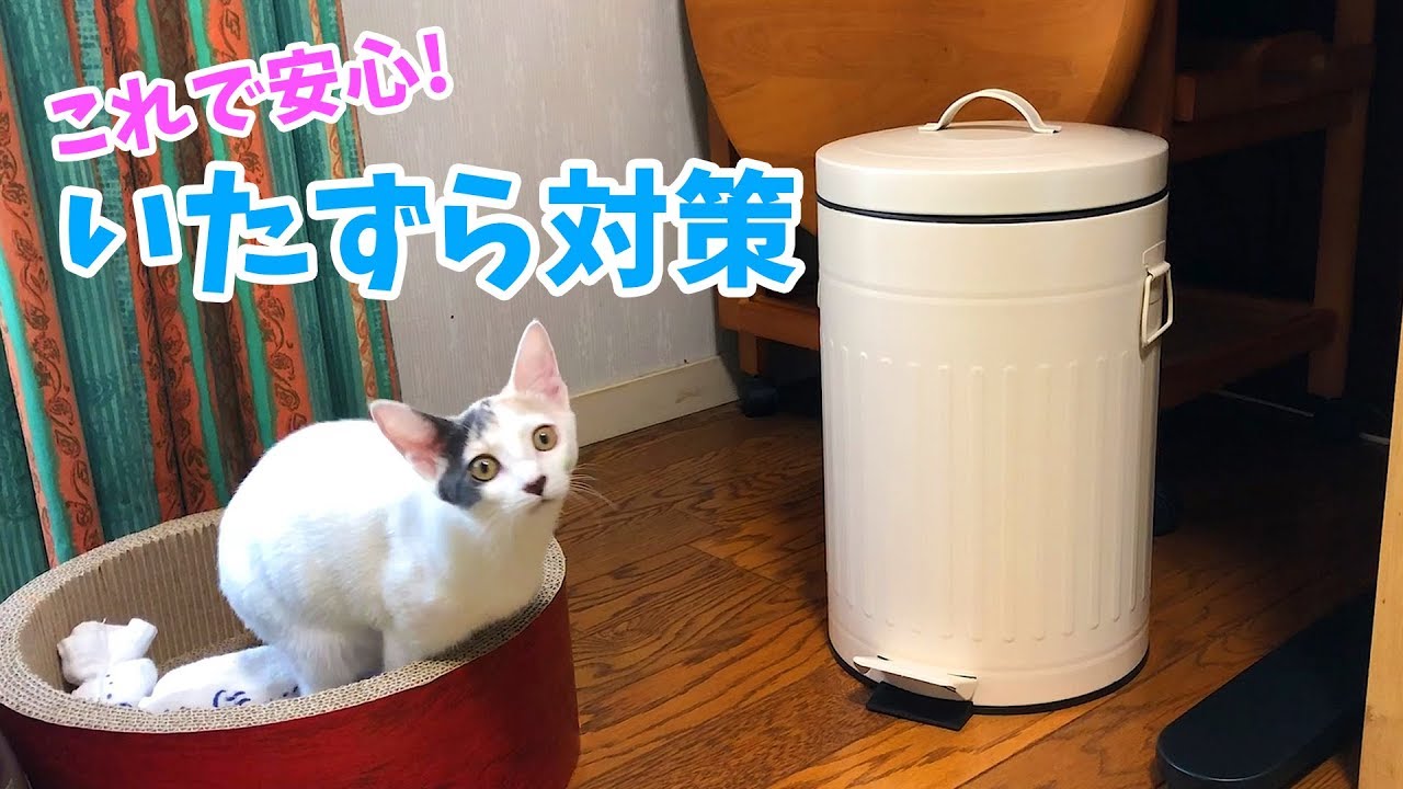 子猫のいたずら対策！便利グッズを買ってみた