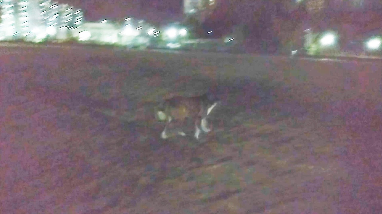 野良犬？