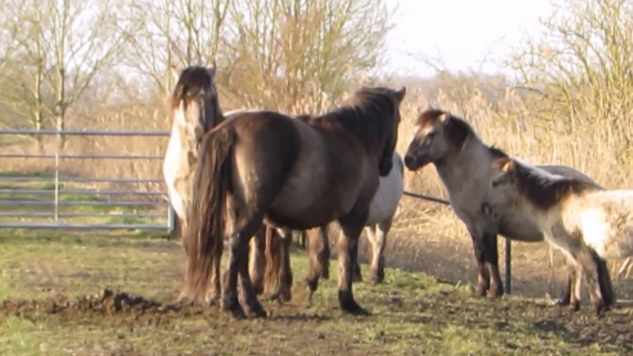 konikpaarden OVP