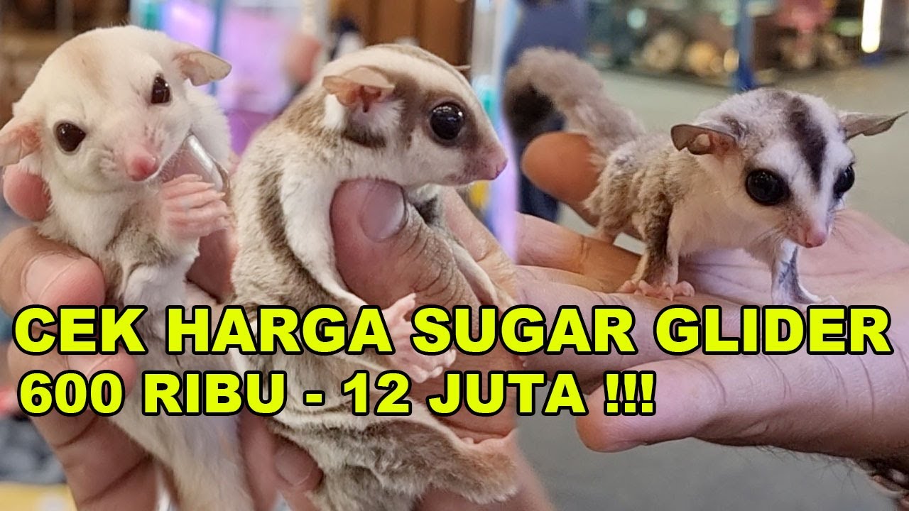 CEK HARGA SUGAR GLIDER DI PAMERAN SATWA LIVING WORLD ALAM SUTERA 04-17 OKTOBER 2022
