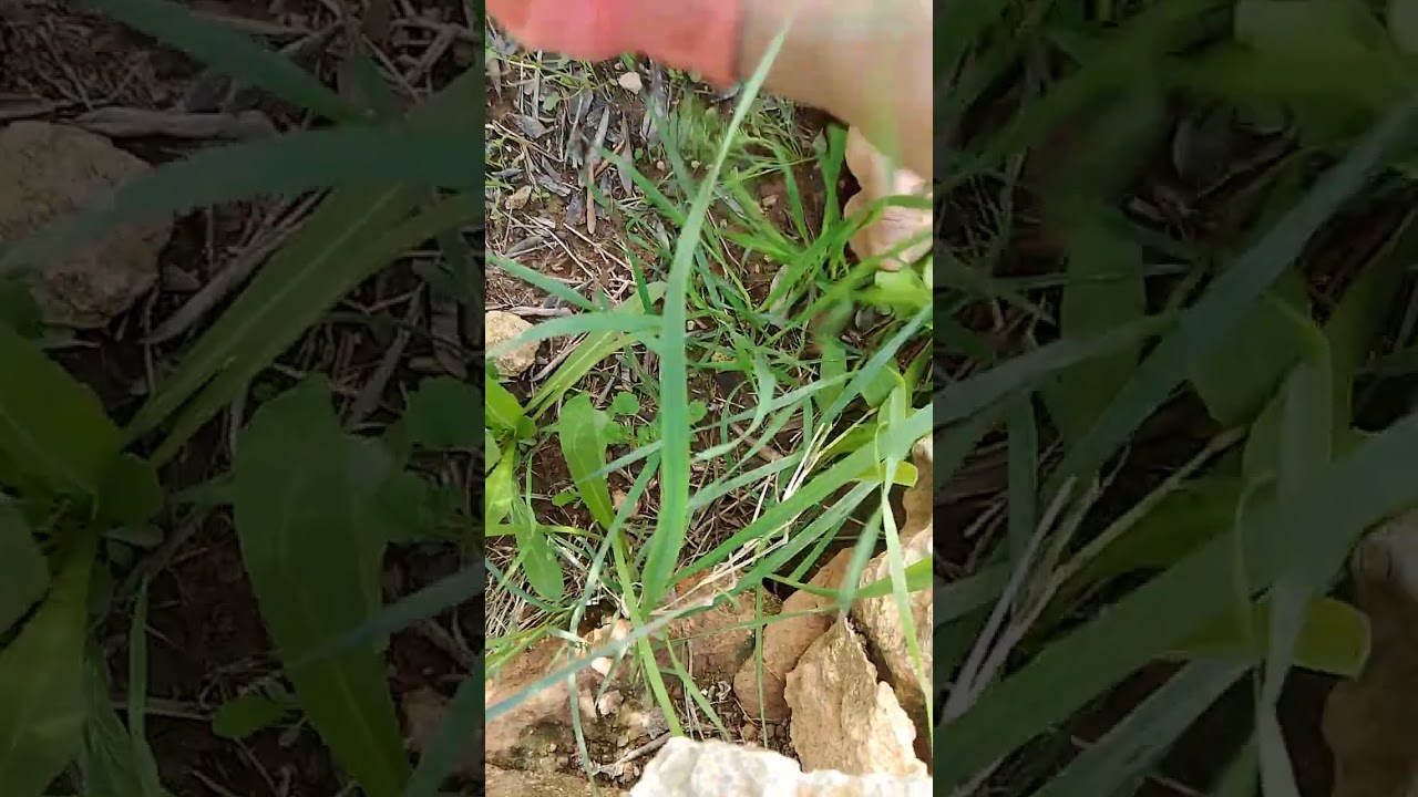 البحث عن البلا بوز الحلقه الثانيه