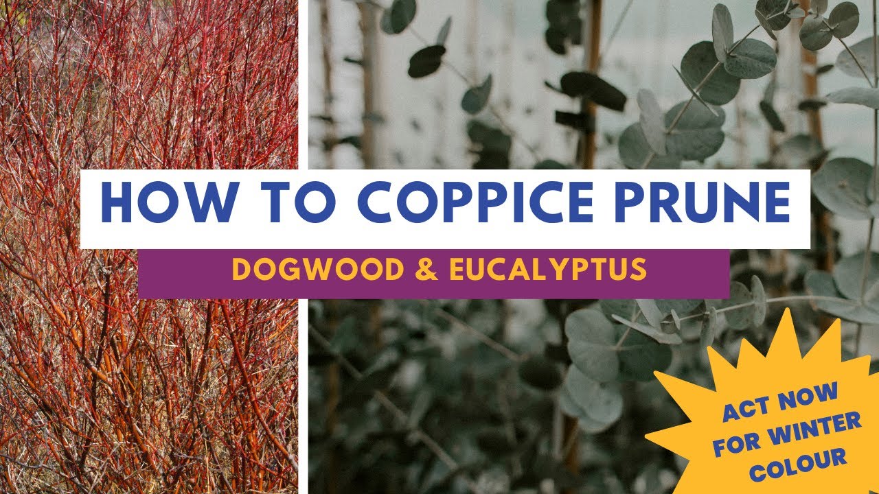 Coppicing or Pruning Dogwood and Eucalyptus