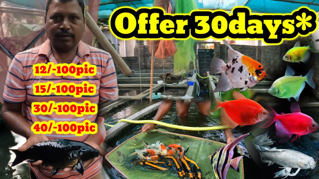 Offer 30days Black Koi Carp & Widow Fish☺️Milky Koi Carp fish Farming☺️Fish farming