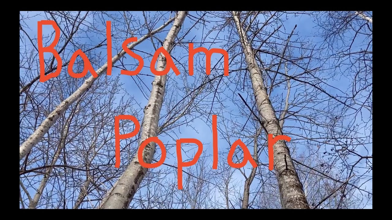 Balsam Poplar - Winter Tree ID
