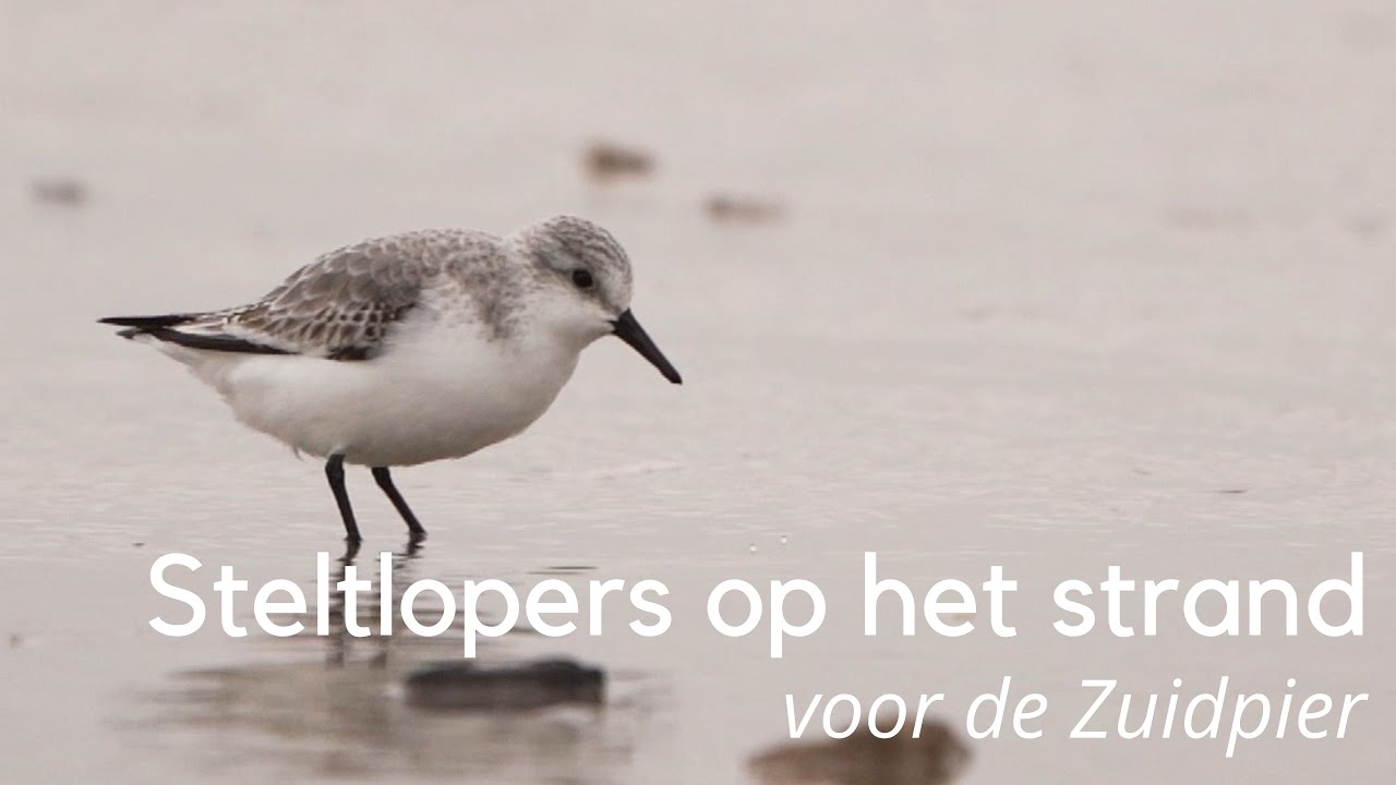 Steltlopers op het strand voor de Zuidpier #1379