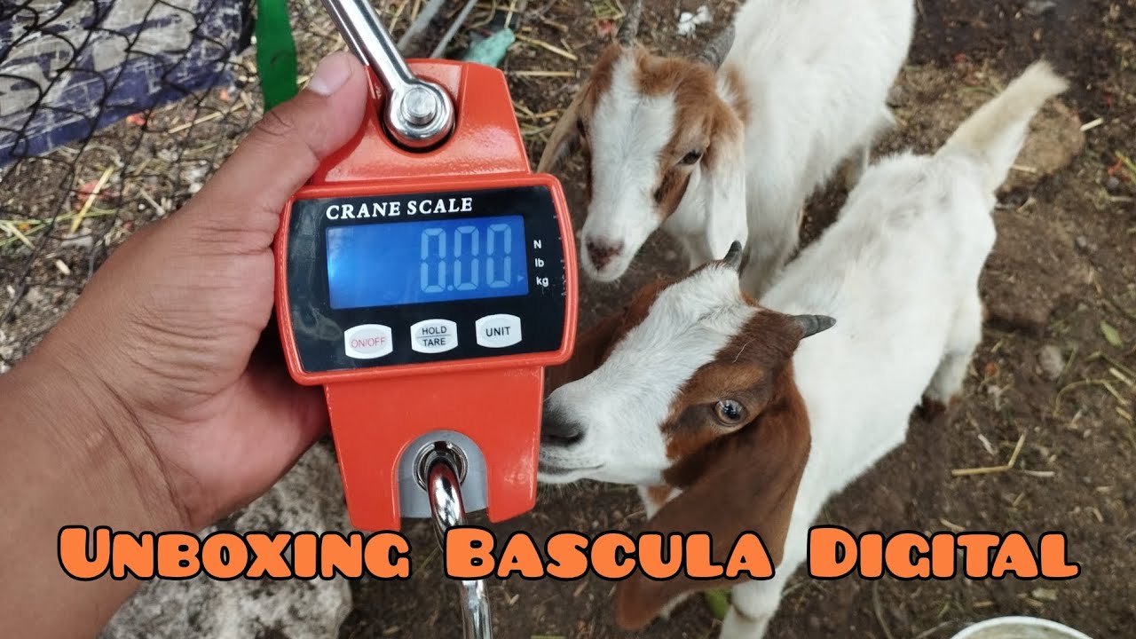 Bascula Digital Crane Scale - Unboxing