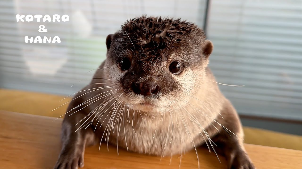 Милая ежедневная рутина моего выдры