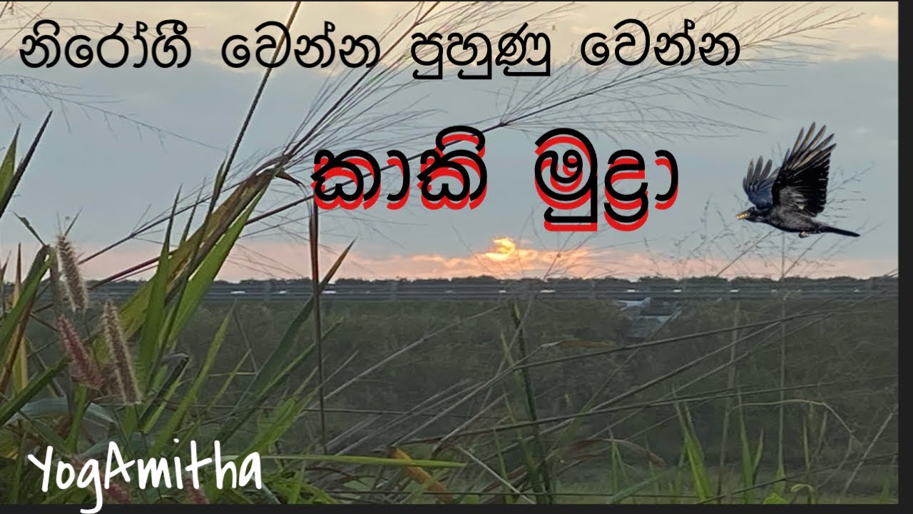 කාකි මුද්‍රා  / yoga in Sinhala/ yoga idea/ relaxation