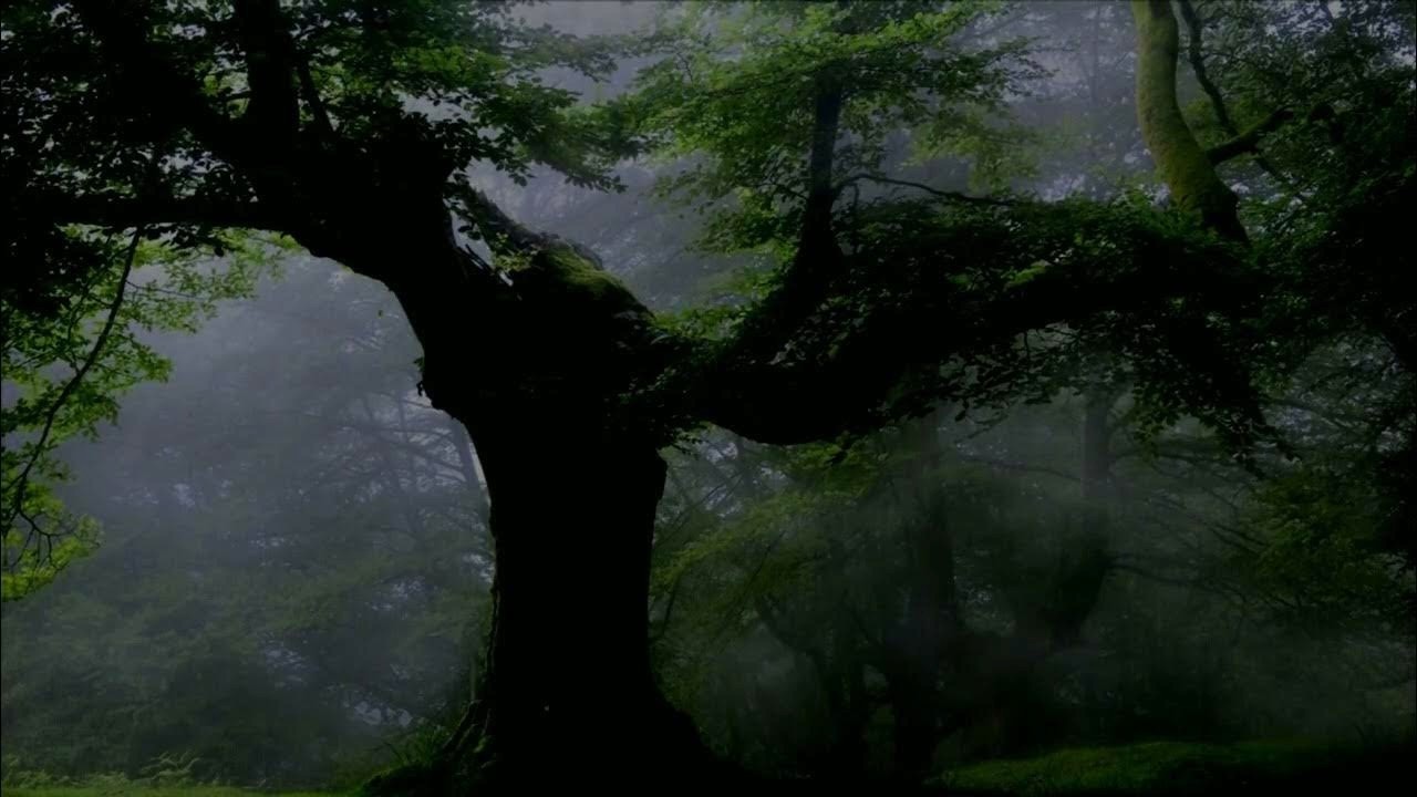 Amazon Rainforest – 5 Stunden leichter Regen & Amazonas Tiere zum Entspannen Pure AI ASMR