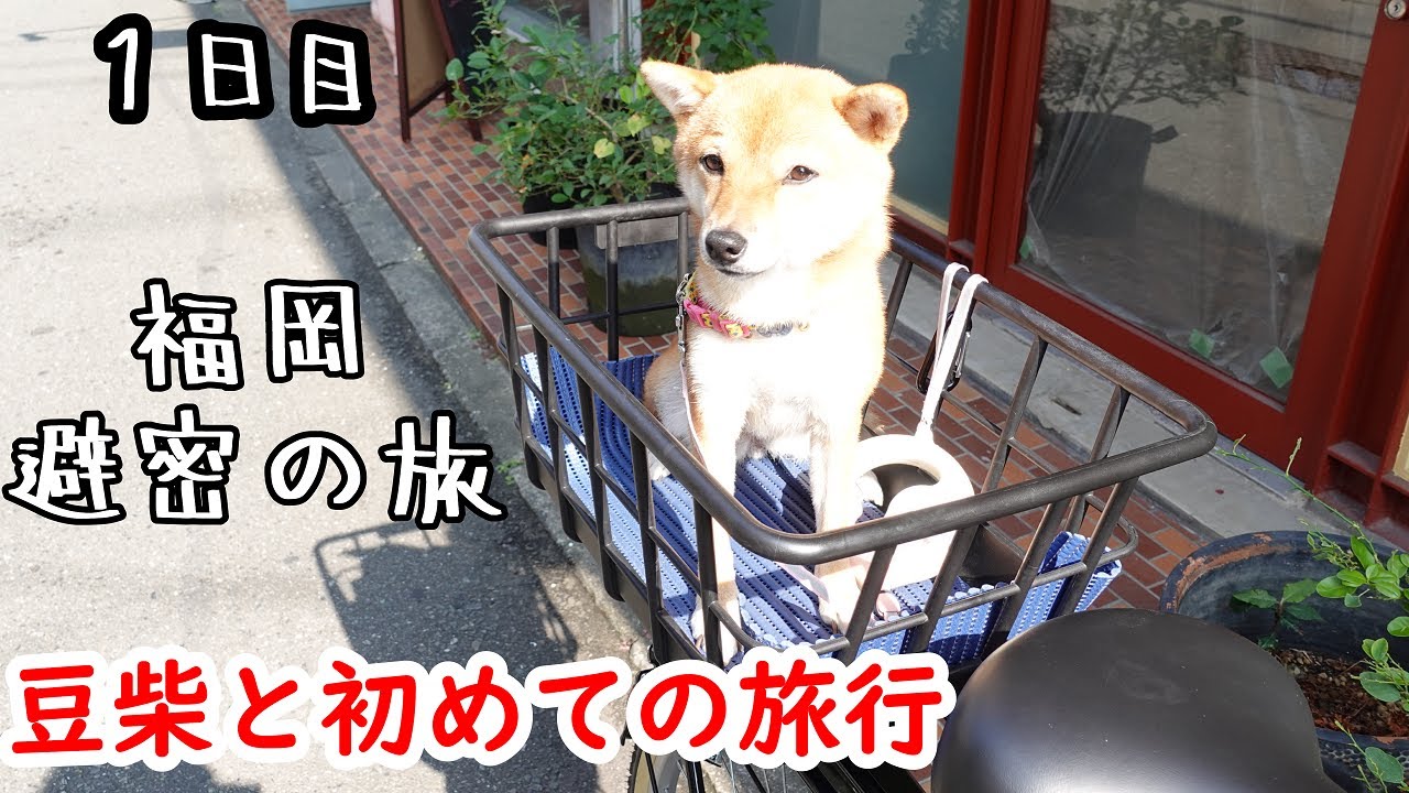 【避密の旅】豆柴と初めての旅行に行きました！【福岡グルメ】