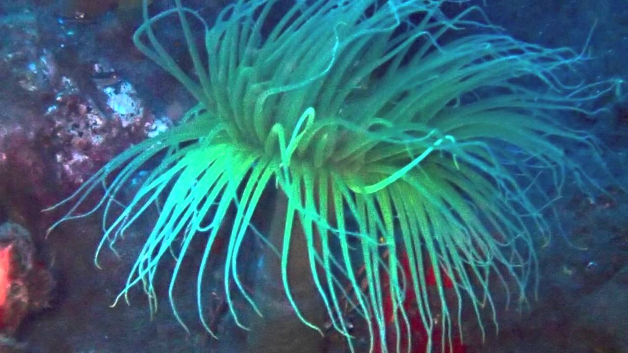 Quimera-Sub buceo en Radazul 2014