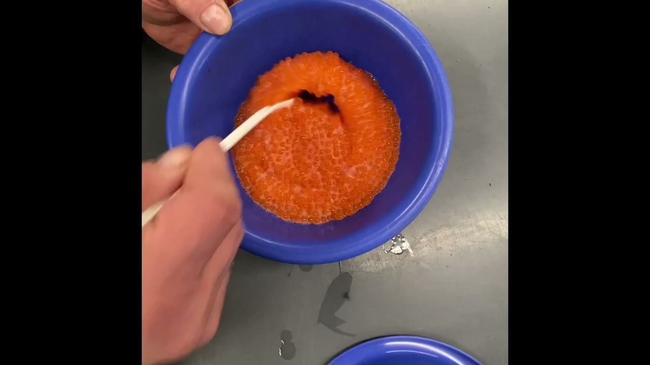 K&uuml;nstliche Vermehrung von Meerforelle, abstreifen und befruchten von Fisch Eiern