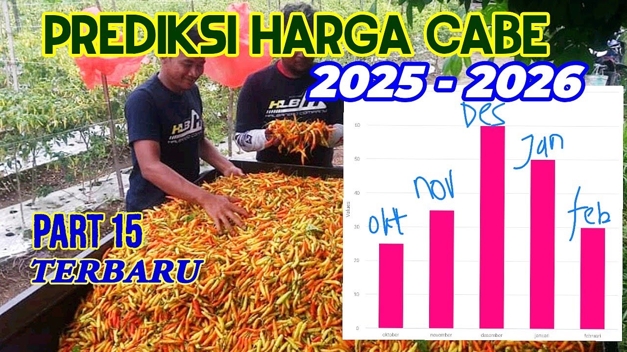 BOCORAN HARGA CABE OKT, NOV, DES, JAN, FEB 2026!! 