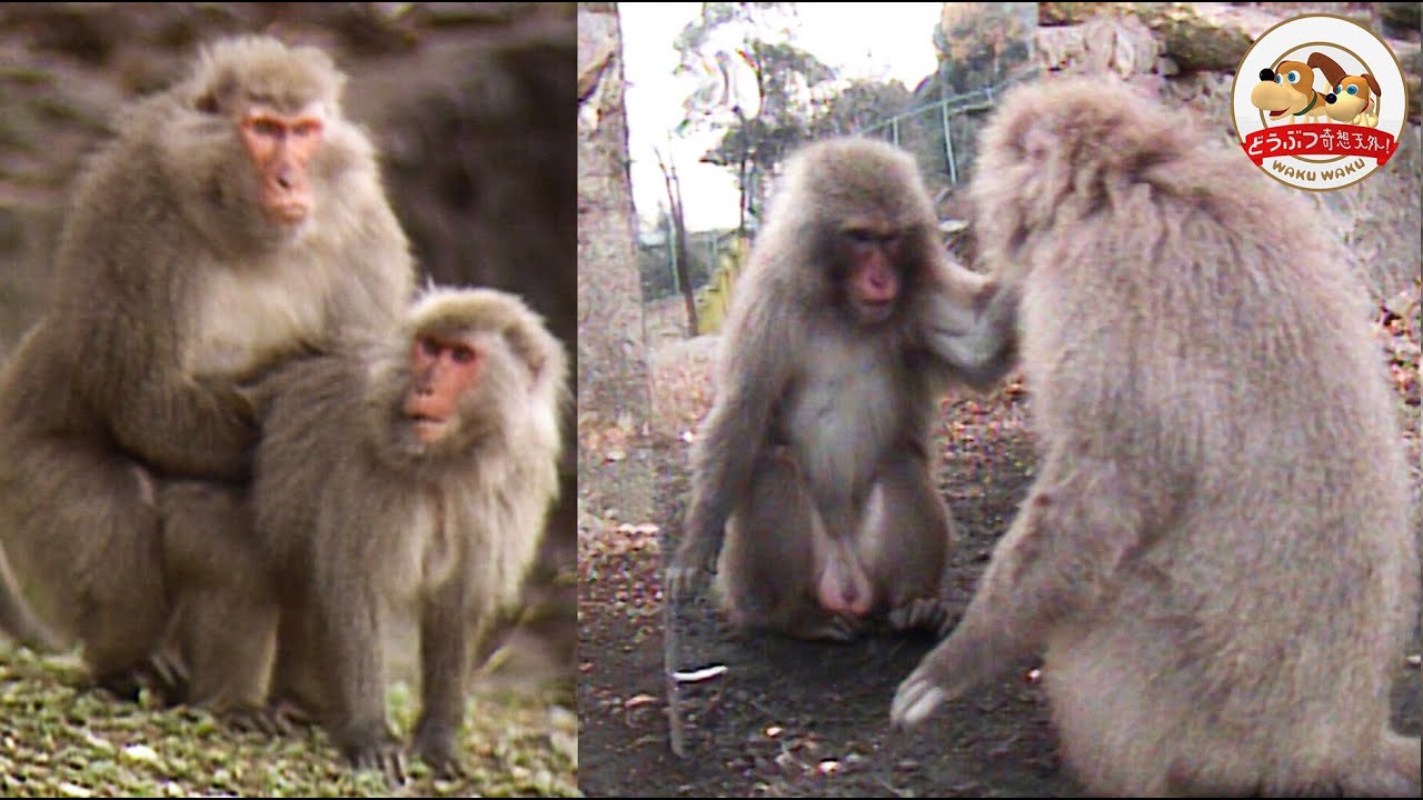 【検証】順位の低いサルに鏡を見せると『マウンティング』をお願いしてしまうという悲しい性【どうぶつ奇想天外／WAKUWAKU】