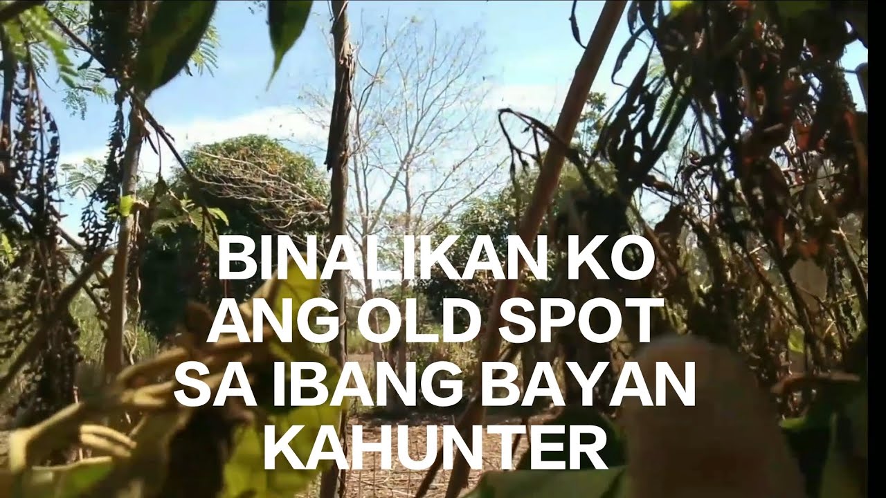 CORNFIELD PEST HUNT/ANG PAGBABALIK SA OLD SPOT SA IBANG BAYAN#pestcontrol #hunting #BOYET39MIXVLOG
