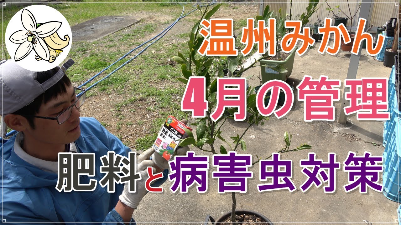 【肥料と防除】温州みかん４月の管理【鉢路地同じ】