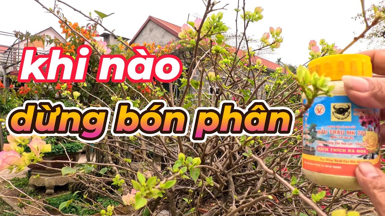 Khi nào bón phân. Khi nào thì dừng bón phân cho cây hoa giấy làm hoa tết