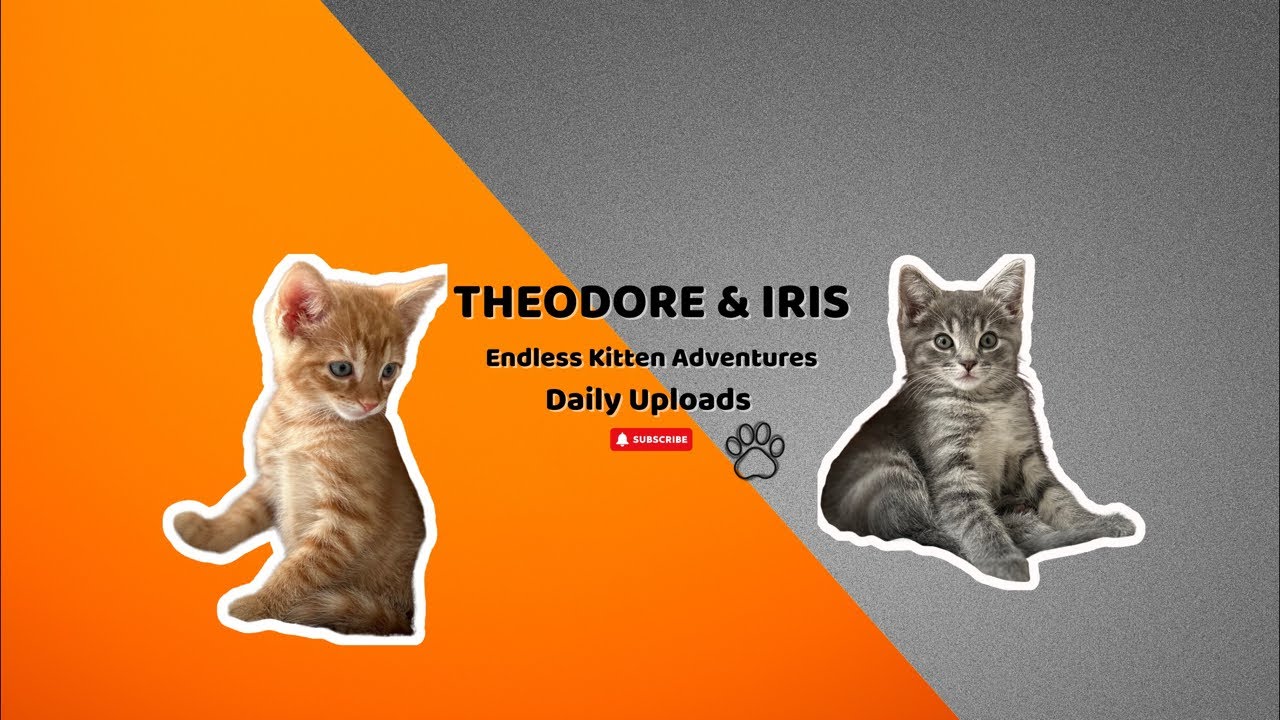 Theodore & Iris | Cat Nap Vibes | Healing HZ