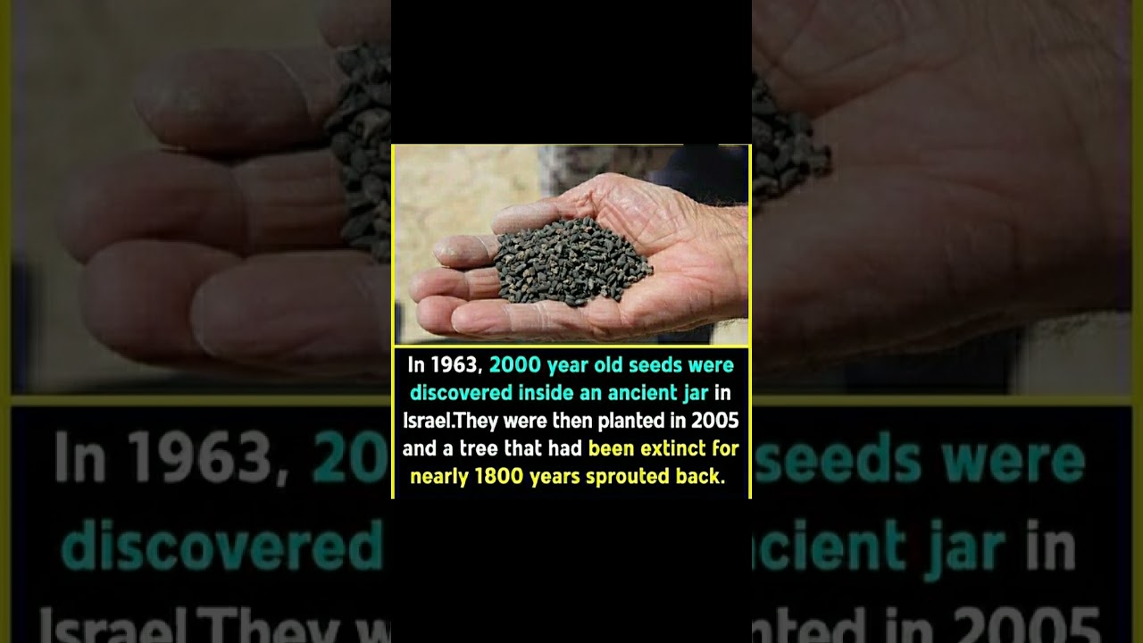 Top amazing Facts 🤔2000 year old seed #shorts #facts #knowledge #memes