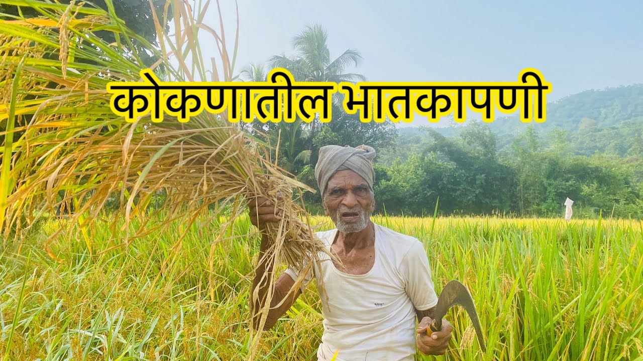 🌾कोकणातील भातकापणी ||🌾#shekari #village #kokan_diary 