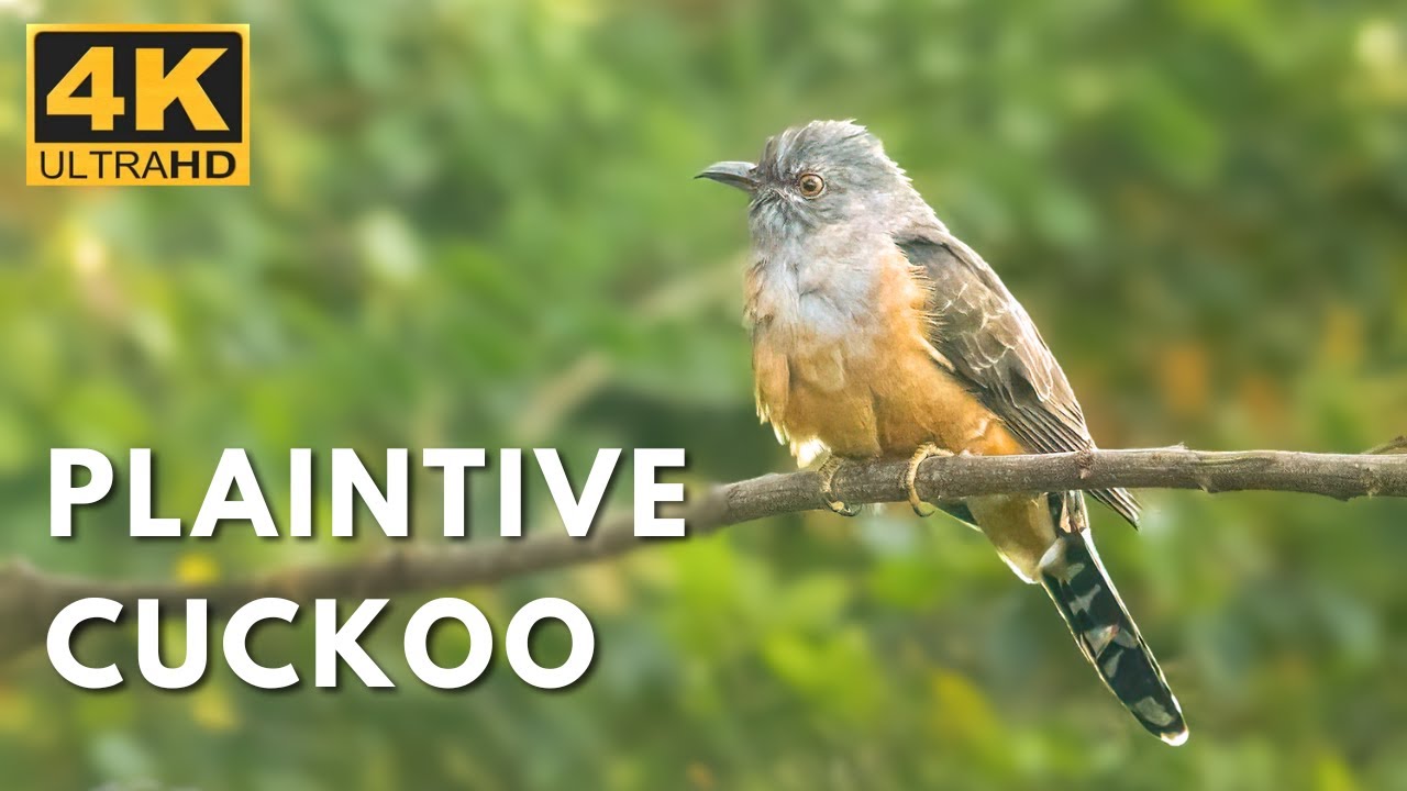 Plaintive Cuckoo | Varthur Lake, Bengaluru | Birds & Animals | 4K UHD  @Wildlife.Kaptured